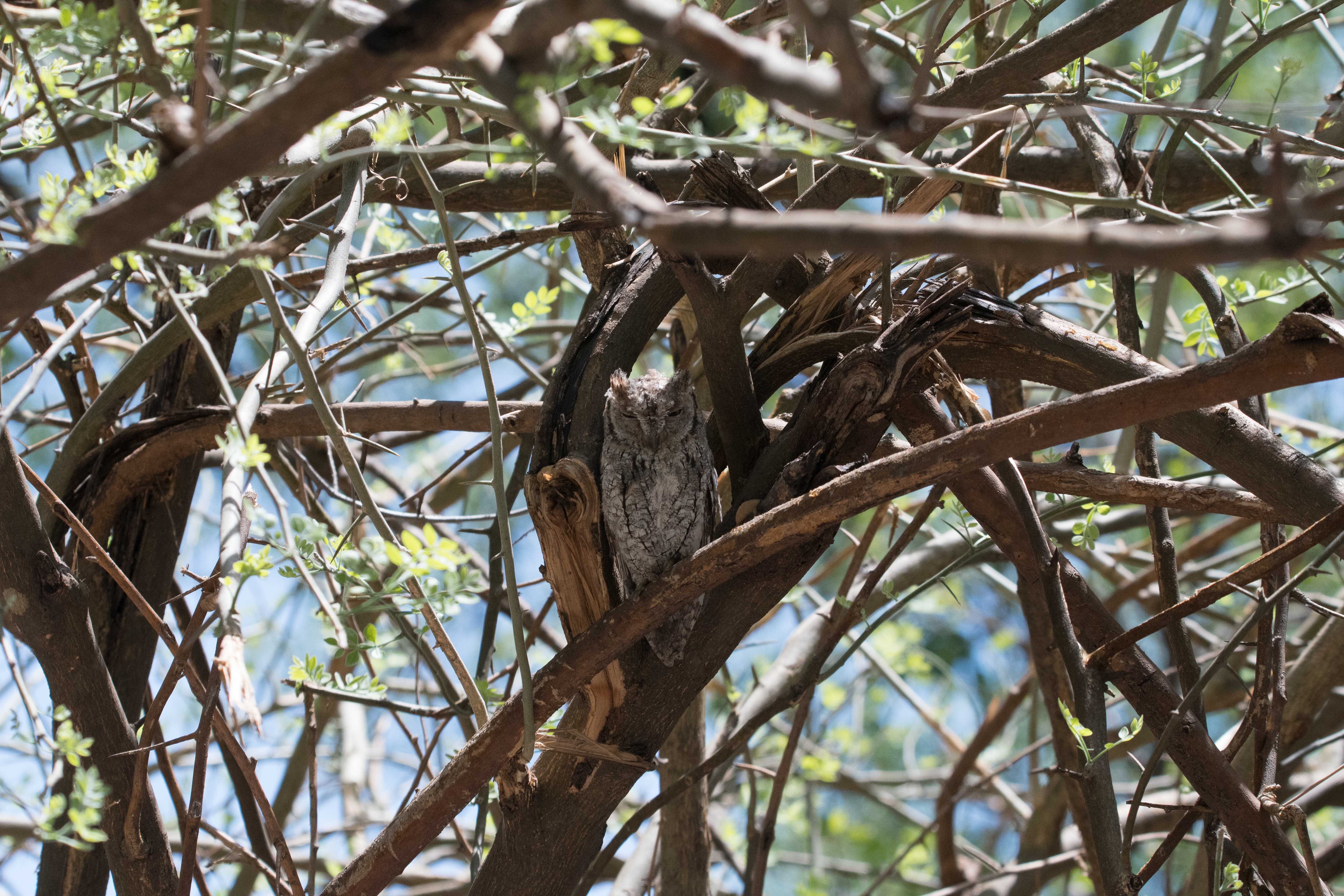 Petit-duc Africain adulte (African scops-owl, Otus senegalensis), Kwando lagoon, Delta de l'Okavango, Botswana.